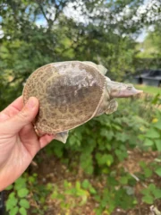 Hypo Translucent Florida Softshell #1 (Apalone ferox) - Image 5