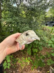 Hypo Translucent Florida Softshell #1 (Apalone ferox) - Image 4