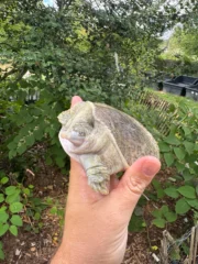 Hypo Translucent Florida Softshell #1 (Apalone ferox) - Image 3