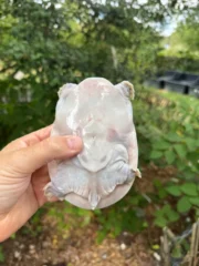 Hypo Translucent Florida Softshell #1 (Apalone ferox) - Image 2