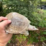 Hypo Translucent Florida Softshell #1 (Apalone ferox)