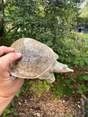 Hypo Translucent Florida Softshell #1 (Apalone ferox)