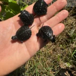 Spotted Turtle Babies (Clemmys guttata)