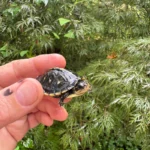 HI YELLOW Florida Box Turtle 2025 (Terrapene baurii)