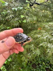 HI YELLOW Florida Box Turtle 2025 (Terrapene baurii)
