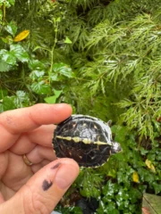 HI YELLOW Florida Box Turtle 2025 (Terrapene baurii) - Image 2