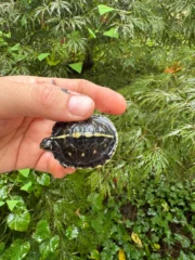 HI YELLOW Florida Box Turtle 2025 (Terrapene baurii) - Image 3