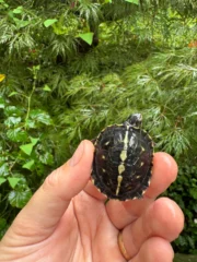 HI YELLOW Florida Box Turtle 2025 (Terrapene baurii) - Image 4