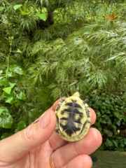 HI YELLOW Florida Box Turtle 2025 (Terrapene baurii) - Image 5