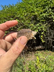 Hypomelanistic Common Snapping Turtle 2025 #1 (Chelydra serpentina) - Image 2