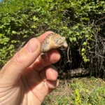 Hypomelanistic Common Snapping Turtle 2025 #1 (Chelydra serpentina)