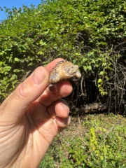 Hypomelanistic Common Snapping Turtle 2025 #1 (Chelydra serpentina)