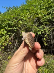 Hypomelanistic Common Snapping Turtle 2025 #1 (Chelydra serpentina) - Image 3