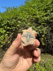 Hypomelanistic Common Snapping Turtle 2025 #1 (Chelydra serpentina) - Image 4