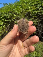 Hypomelanistic Common Snapping Turtle 2025 #1 (Chelydra serpentina) - Image 5