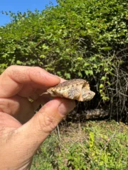 Hypomelanistic Common Snapping Turtle 2025 #1 (Chelydra serpentina) - Image 6