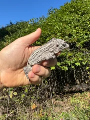 Gargoyle Gecko Adult Female #2 (Rhacodactylus auriculatus) - Image 6