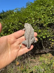 Gargoyle Gecko Adult Female #2 (Rhacodactylus auriculatus) - Image 5