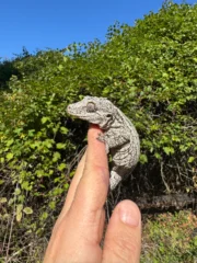 Gargoyle Gecko Adult Female #2 (Rhacodactylus auriculatus) - Image 4