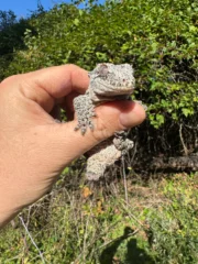 Gargoyle Gecko Adult Female #2 (Rhacodactylus auriculatus) - Image 3