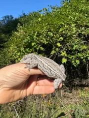 Gargoyle Gecko Adult Female #2 (Rhacodactylus auriculatus) - Image 2