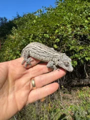 Gargoyle Gecko Adult Female #2 (Rhacodactylus auriculatus)