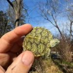 Mitch Clown Red Eared Slider Turtle (Trachemys elegans)