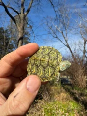 Mitch Clown Red Eared Slider Turtle (Trachemys elegans)