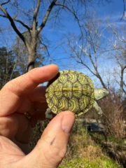 Mitch Clown Red Eared Slider Turtle (Trachemys elegans) - Image 2