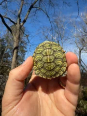 Mitch Clown Red Eared Slider Turtle (Trachemys elegans) - Image 3