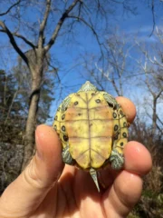 Mitch Clown Red Eared Slider Turtle (Trachemys elegans) - Image 4