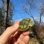 Pastel Picasso Red-Eared SliderTurtle #2509 (Trachemys elegans)