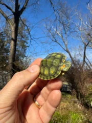 Pastel Picasso Red-Eared SliderTurtle #2509 (Trachemys elegans)