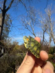 Pastel Picasso Red-Eared SliderTurtle #2509 (Trachemys elegans) - Image 2