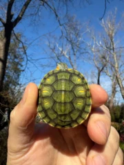 Pastel Picasso Red-Eared SliderTurtle #2509 (Trachemys elegans) - Image 3