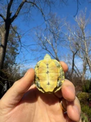 Pastel Picasso Red-Eared SliderTurtle #2509 (Trachemys elegans) - Image 4