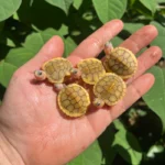 Baby Caramel Pink Albino Red Eared Slider Turtle (Trachemys elegans)