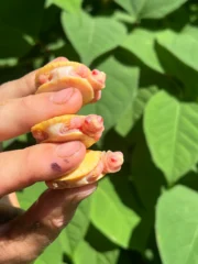 Baby Snow Red Eared Slider Turtle (Trachemys elegans) - Image 7