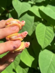 Baby Snow Red Eared Slider Turtle (Trachemys elegans)