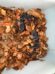 Chinese Cave Gecko Sub-Adults ( Goniurosaurus hainanensis) - Image 3