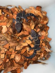 Chinese Cave Gecko Sub-Adults ( Goniurosaurus hainanensis) - Image 2