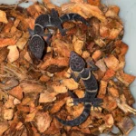 Chinese Cave Gecko Sub-Adults ( Goniurosaurus hainanensis)