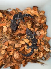 Chinese Cave Gecko Sub-Adults ( Goniurosaurus hainanensis)