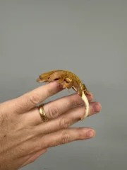 Frappucino Crested Gecko Juvenile #3 (Correlophus ciliatus) - Image 7