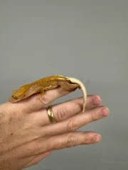 Frappucino Crested Gecko Juvenile #3 (Correlophus ciliatus) - Image 6