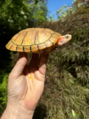 Hybino Red-Eared Slider Sub-Adults (4-5 inch) (Trachemys scripta elegans) - Image 2