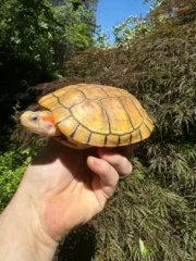 Hybino Red-Eared Slider Sub-Adults (4-5 inch) (Trachemys scripta elegans) - Image 3