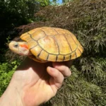 Hybino Red-Eared Slider Sub-Adults (4-5 inch) (Trachemys scripta elegans)