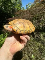 Hybino Red-Eared Slider Sub-Adults (4-5 inch) (Trachemys scripta elegans)