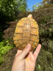 Hybino Red-Eared Slider Sub-Adults (4-5 inch) (Trachemys scripta elegans) - Image 5